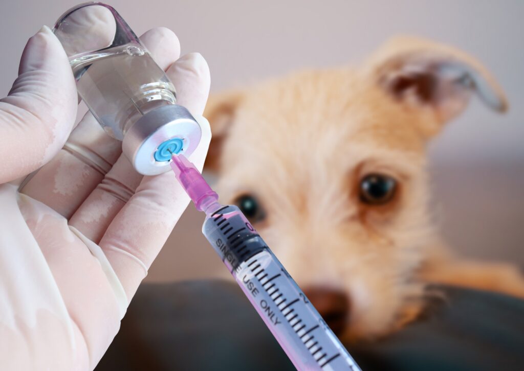 Vaccinations play a critical role in keeping your dog healthy and safe