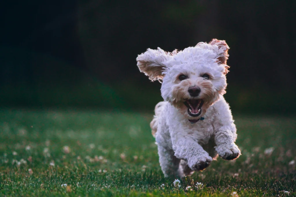 A small white dog running and smiling