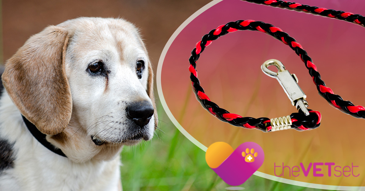 Dementia in Pets Can Pets Get Dementia? The Vet Set