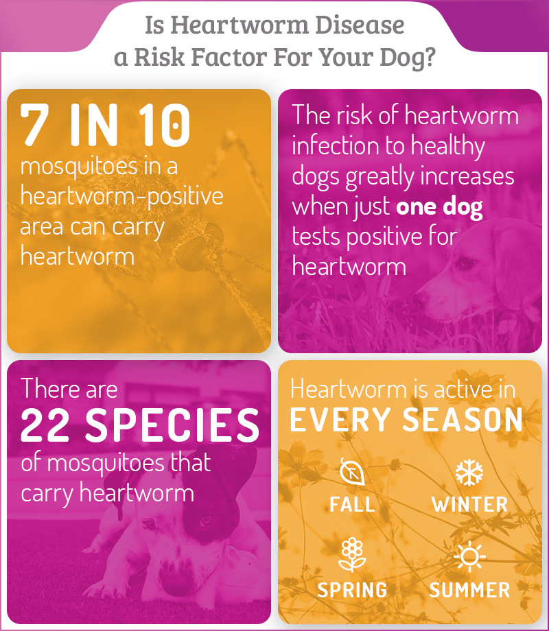 Heartworm FAQ The Vet Set