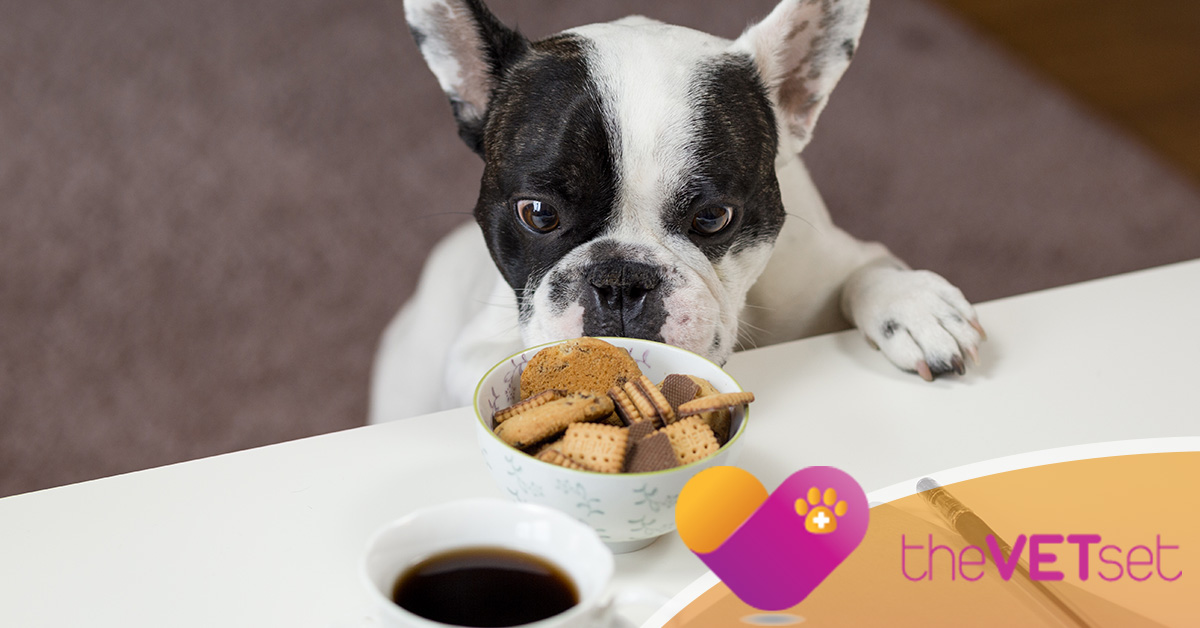 Veterinarian Carroll Gardens Prevent Your Dog From Eating Everything