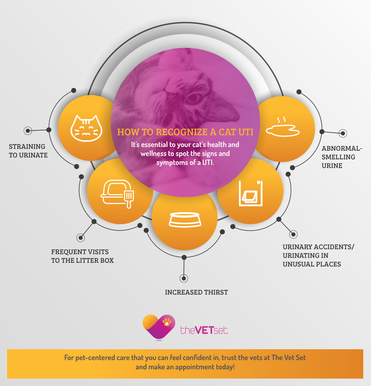 Vet Care Carroll Gardens Keeping Your Cat Healthy Treating And