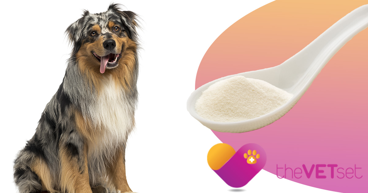 The Benefits of Collagen For Your Dog Veterinarian Carroll Gardens I