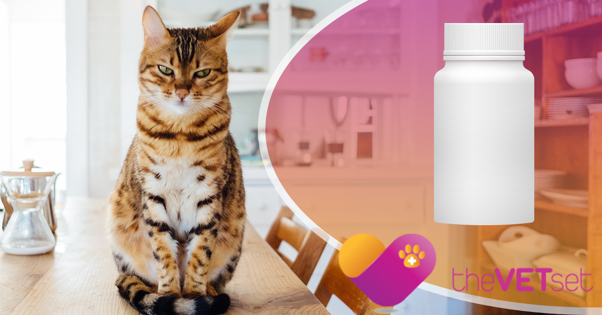 Veterinarian Carroll Gardens Toxins All Cat Owners Need to Know About
