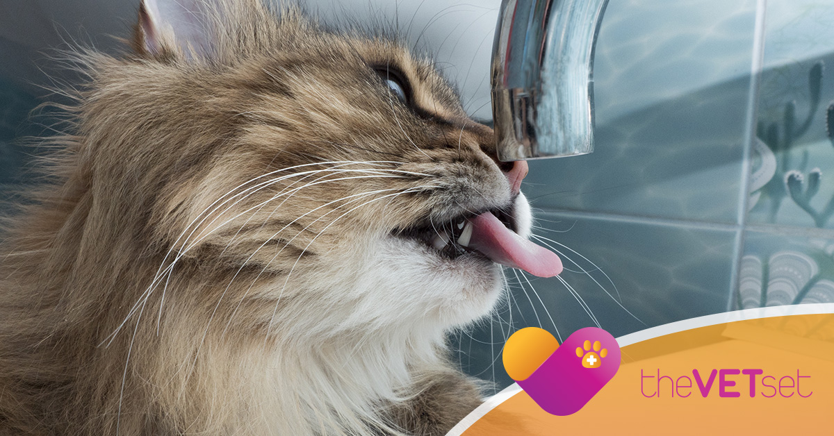 Why Do Cats Love Bathrooms? Cat Vet Carroll Gardens I The Vet Set