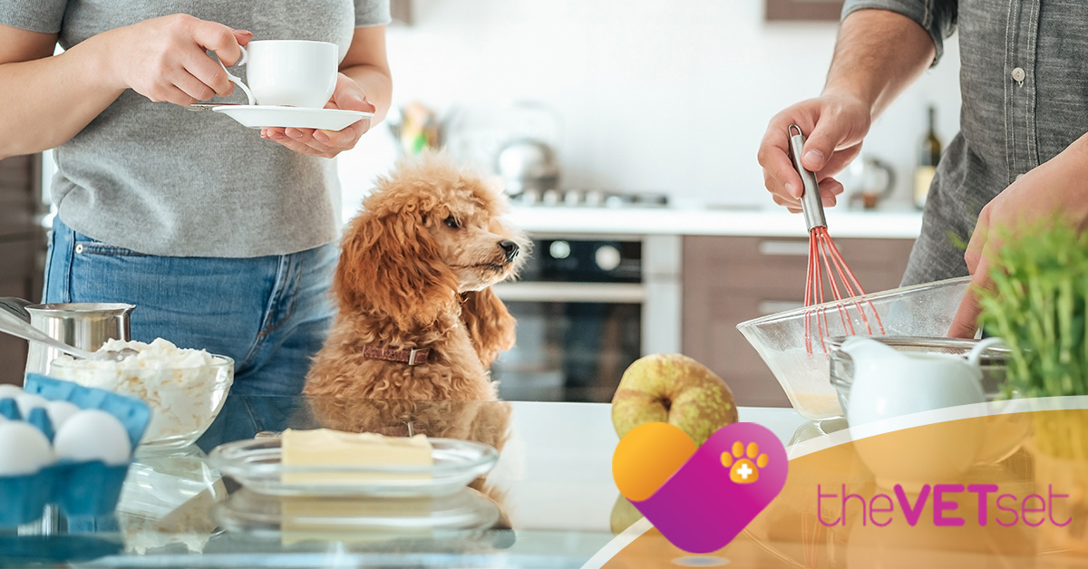 Veterinary Clinic Carroll Gardens Why Some Dogs Will Eat Anything