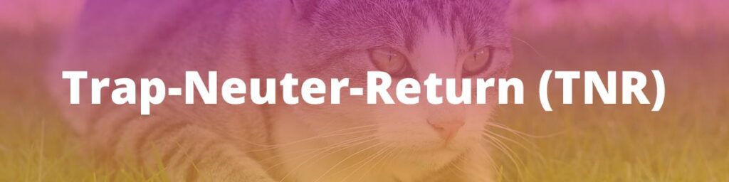 Trap-Neuter-Return (TNR)