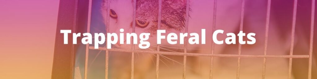 Trapping Feral Cats