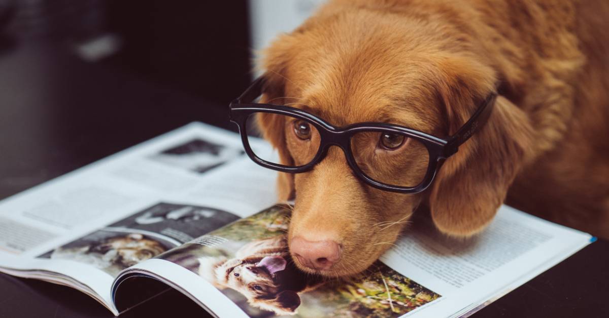 Carroll Gardens Dog Exams What To Expect At Your Dog’s Wellness Exam