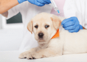 Dog Vaccines law