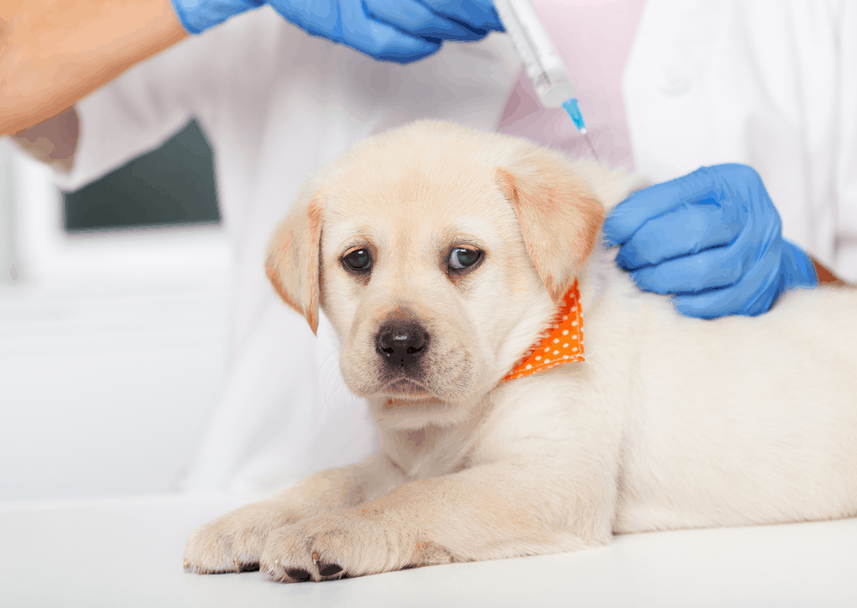 Dog Vaccines law